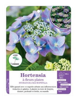 HYDRANGEA MACROPHYLLA voir Hortensia à fleurs plates (violet) (*)