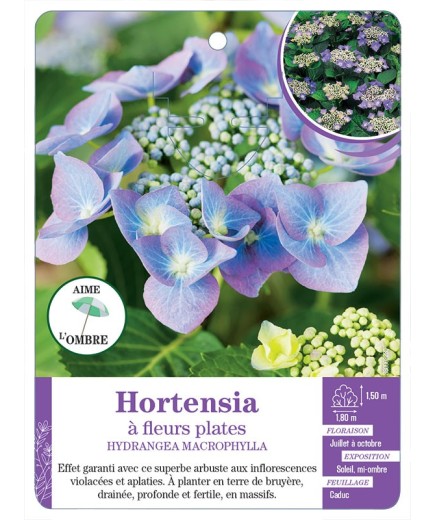 HYDRANGEA MACROPHYLLA voir Hortensia à fleurs plates (violet) (*)