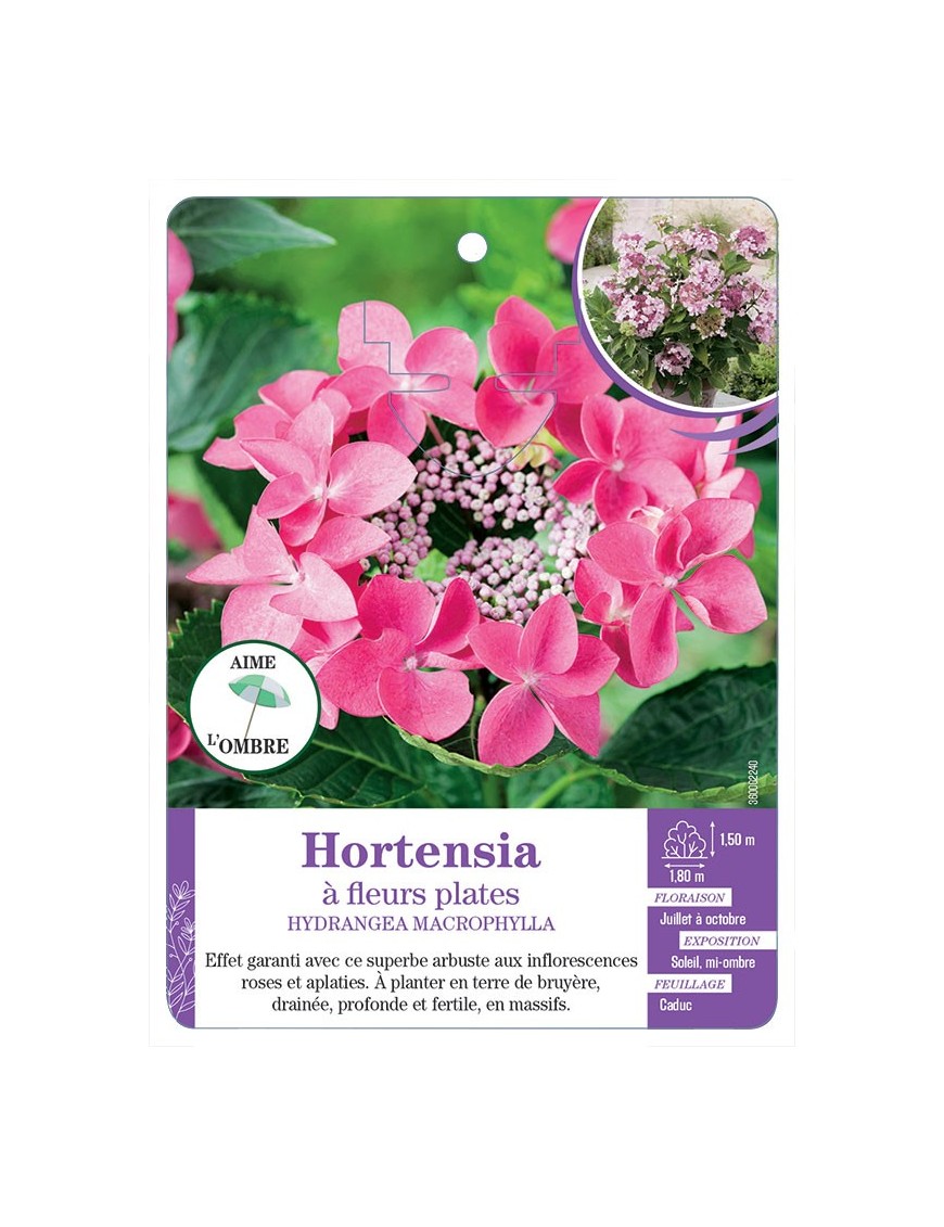 HYDRANGEA MACROPHYLLA voir Hortensia à fleurs plates (rose) (*)
