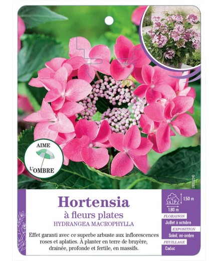 HYDRANGEA MACROPHYLLA voir Hortensia à fleurs plates (rose) (*)