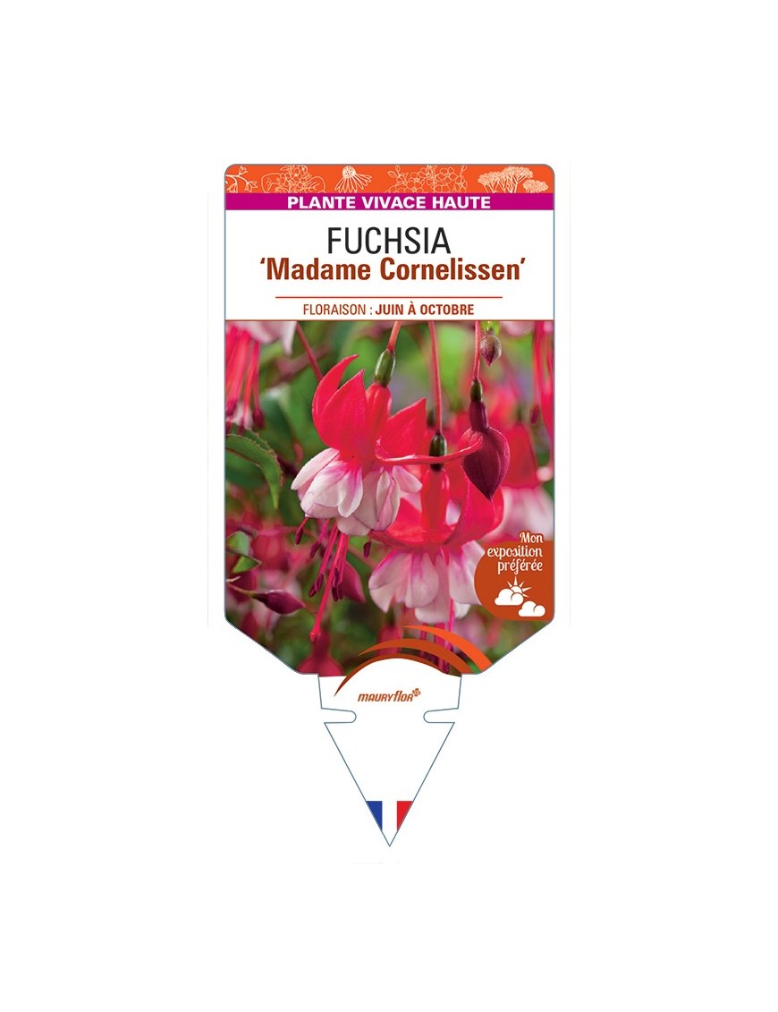 FUCHSIA Madame Cornelissen