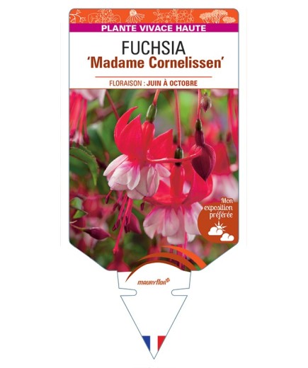 FUCHSIA Madame Cornelissen