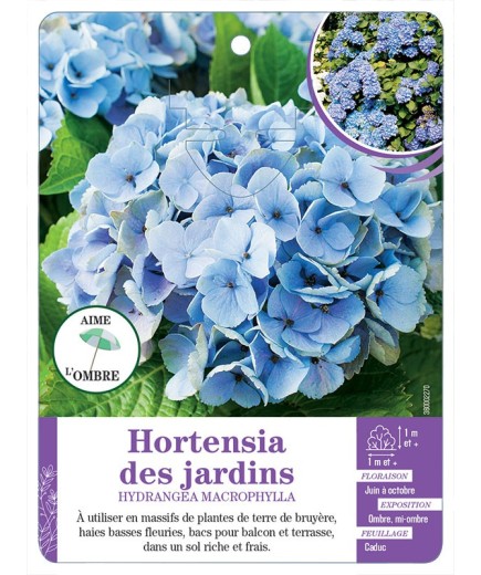 HYDRANGEA MACROPHYLLA voir Hortensia des jardins (bleu)