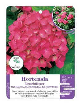 HYDRANGEA MACROPHYLLA LEUCHTFEUER voir Hortensia
