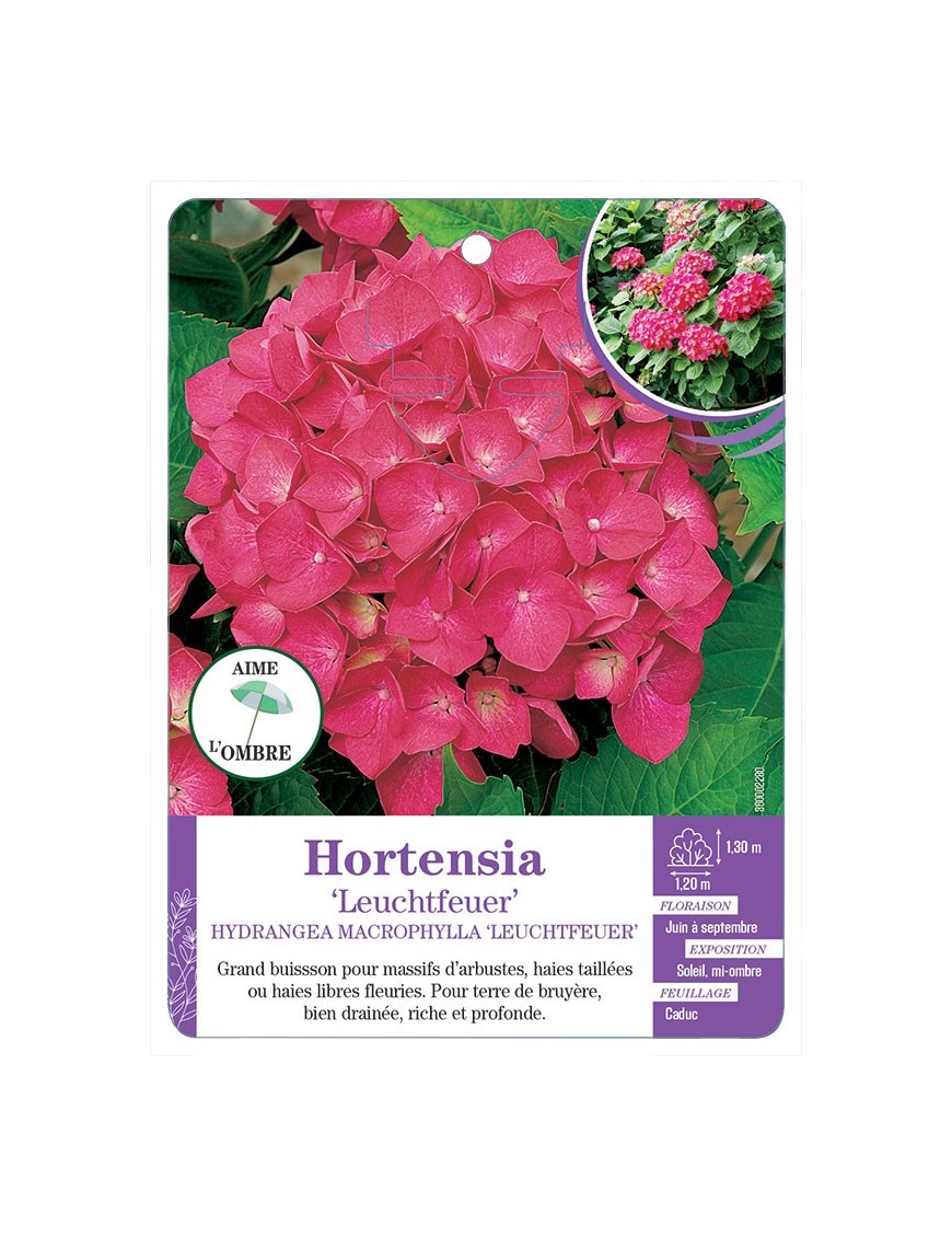 HYDRANGEA MACROPHYLLA LEUCHTFEUER voir Hortensia