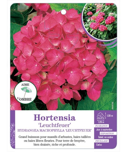 HYDRANGEA MACROPHYLLA LEUCHTFEUER voir Hortensia