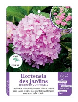 HYDRANGEA MACROPHYLLA voir Hortensia des jardins (rose)