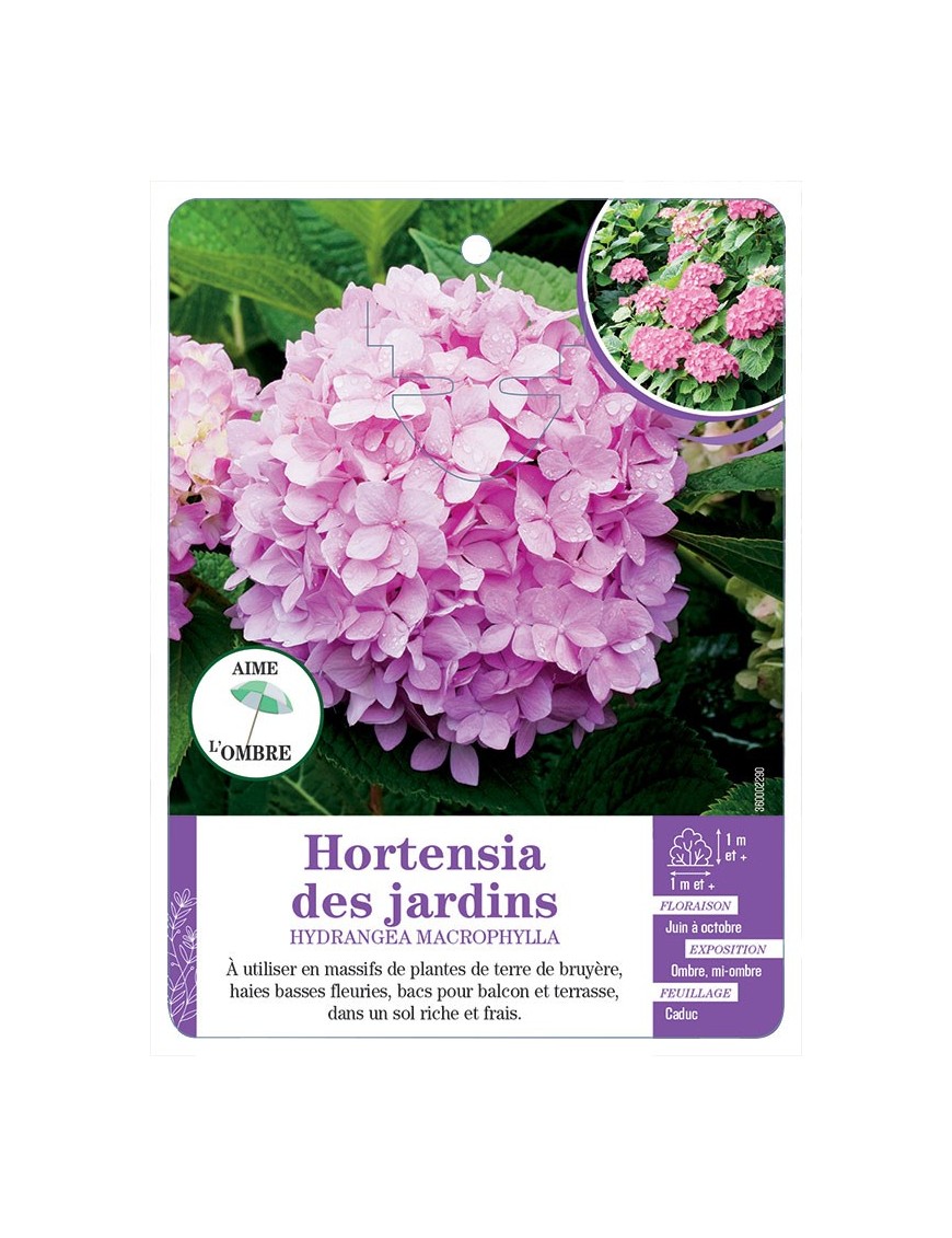 HYDRANGEA MACROPHYLLA voir Hortensia des jardins (rose)