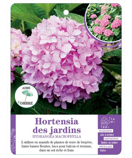 HYDRANGEA MACROPHYLLA voir Hortensia des jardins (rose)