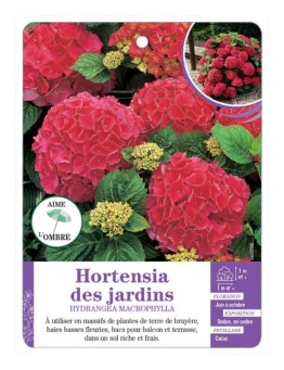 HYDRANGEA MACROPHYLLA voir Hortensia des jardins (rouge)