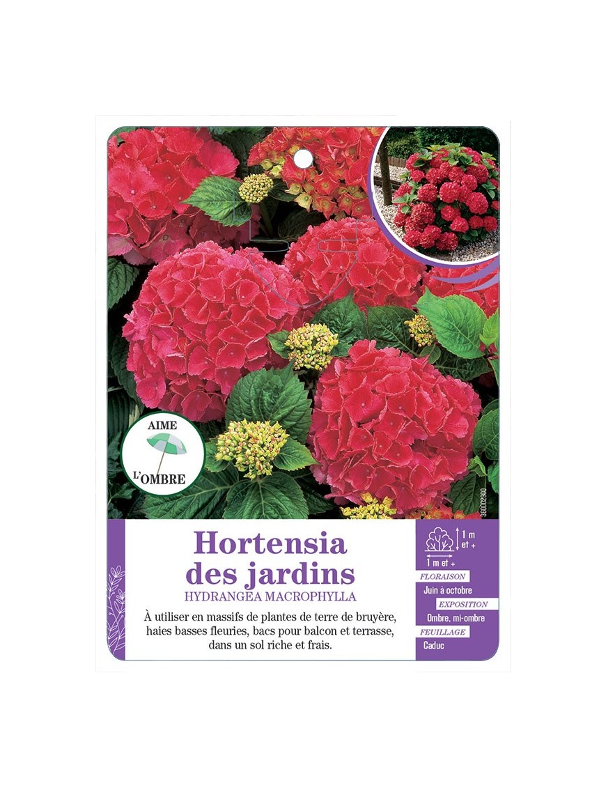 HYDRANGEA MACROPHYLLA voir Hortensia des jardins (rouge)