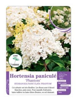 HYDRANGEA PANICULATA PHANTOM voir Hortensia (*)