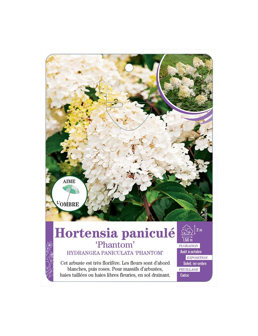 HYDRANGEA PANICULATA PHANTOM voir Hortensia (*)