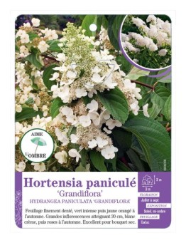 HYDRANGEA PANICULATA GRANDIFLORA voir Hortensia (*)