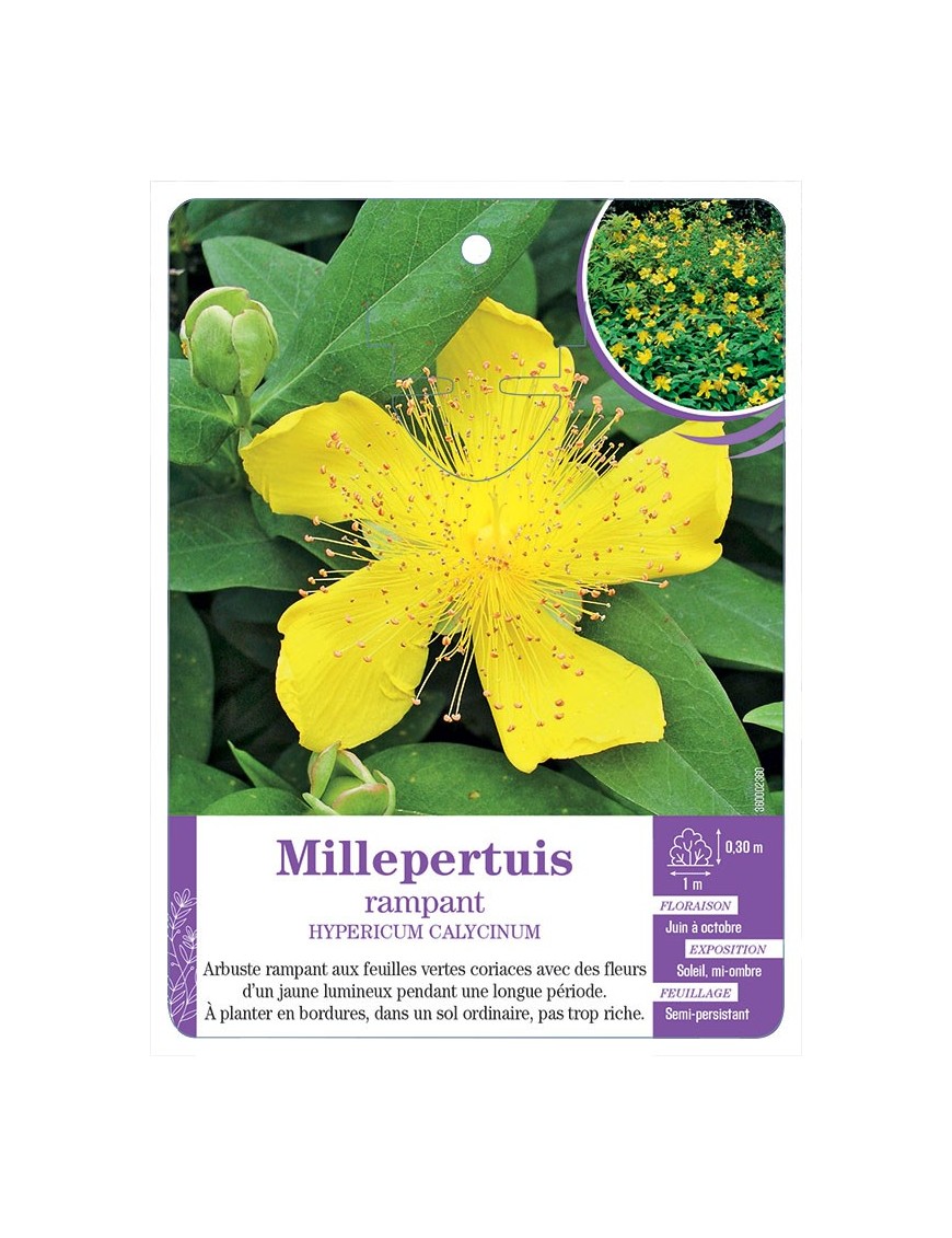 HYPERICUM CALYCINUM voir Millepertuis rampant (*)