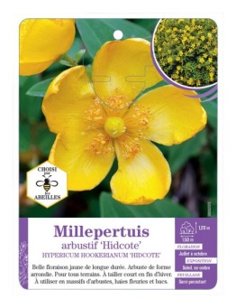 HYPERICUM HOOKERIANUM HIDCOTE voir Millepertuis
