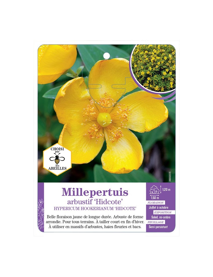 HYPERICUM HOOKERIANUM HIDCOTE voir Millepertuis