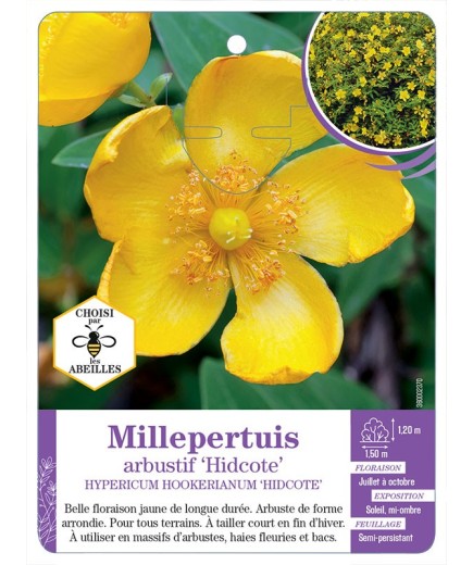 HYPERICUM HOOKERIANUM HIDCOTE voir Millepertuis