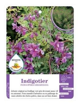 INDIGOFERA GERARDIANA voir Indigotier (*)
