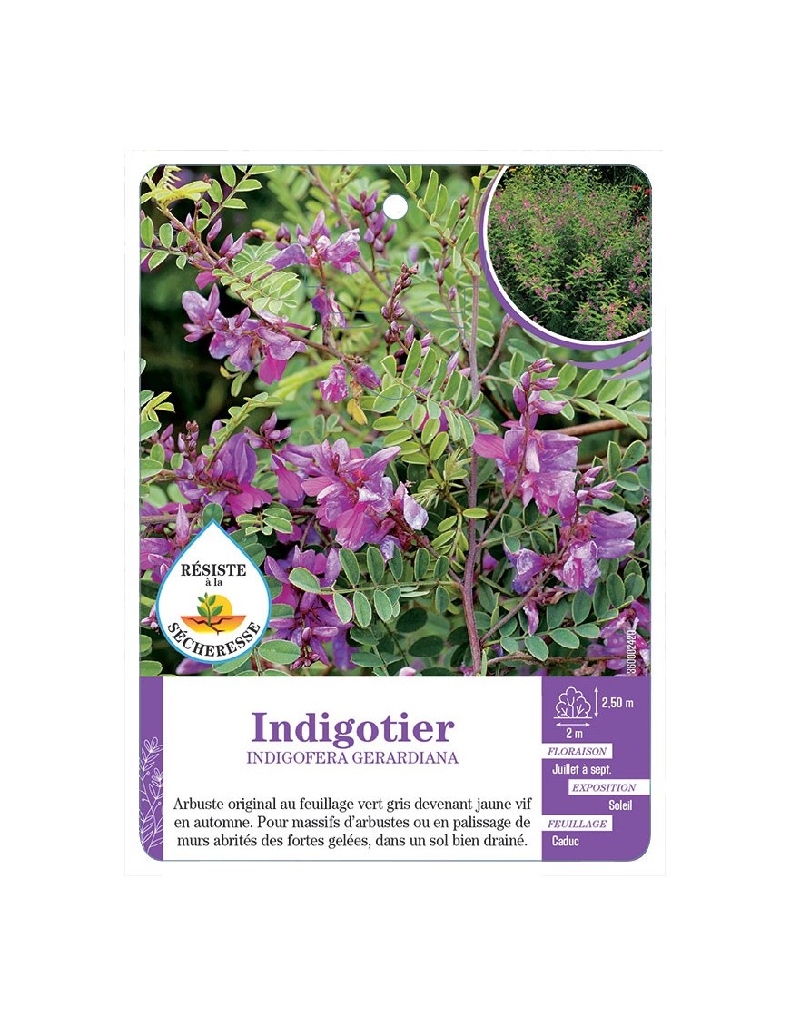 INDIGOFERA GERARDIANA voir Indigotier (*)