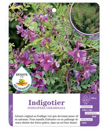 INDIGOFERA GERARDIANA voir Indigotier (*)