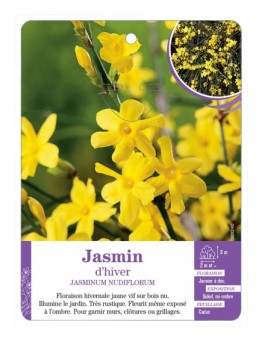 JASMINUM NUDIFLORUM voir Jasmin d hiver