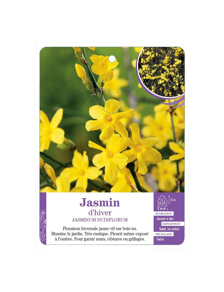 JASMINUM NUDIFLORUM voir Jasmin d hiver