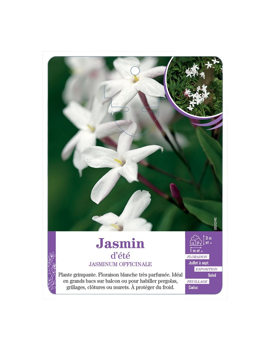 JASMINUM officinalis voir Jasmin d été