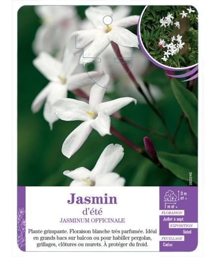 JASMINUM officinalis voir Jasmin d été