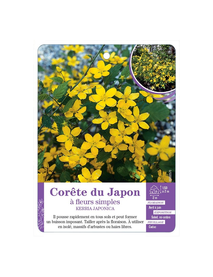 KERRIA JAPONICA voir Corête du Japon à fleurs simples (*)