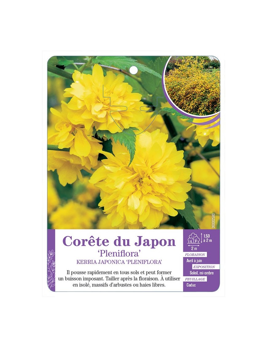 KERRIA JAPONICA PENIFLORA voir Corête du Japon
