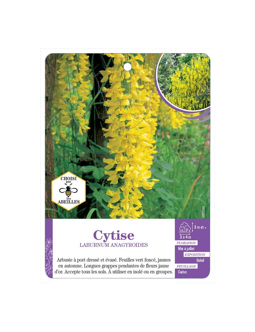 LABURNUM ANAGYROIDES voir Cytise (*)
