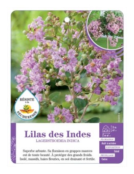 LAGERSTROEMIA INDICA voir Lilas des Indes (mauve) (*)