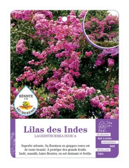 LAGERSTROEMIA INDICA voir Lilas des Indes (rose)