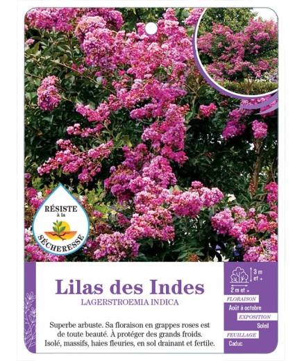 LAGERSTROEMIA INDICA voir Lilas des Indes (rose)