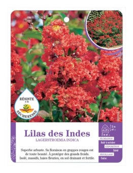 LAGERSTROEMIA INDICA voir Lilas des Indes (rouge)