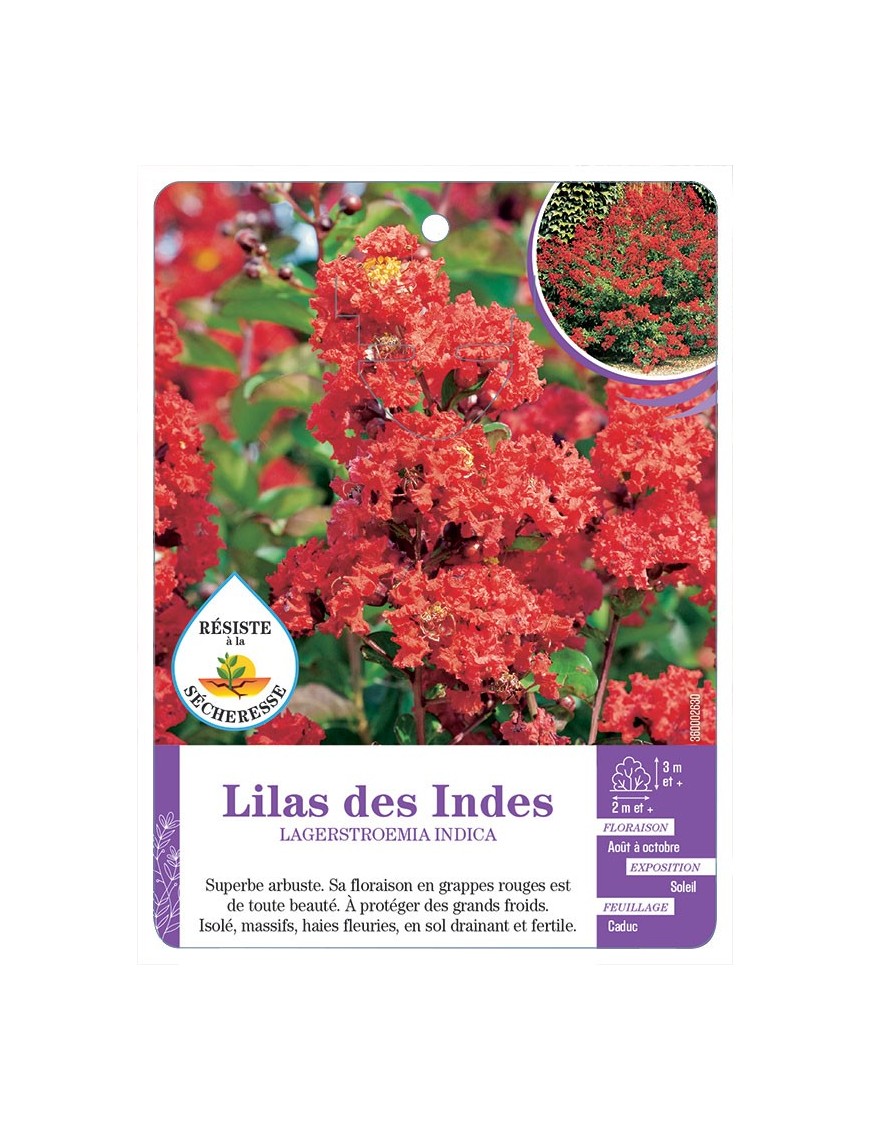 LAGERSTROEMIA INDICA voir Lilas des Indes (rouge)