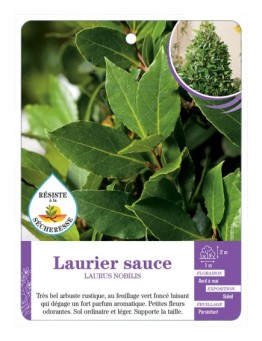 LAURUS NOBILIS voir Laurier sauce (*)