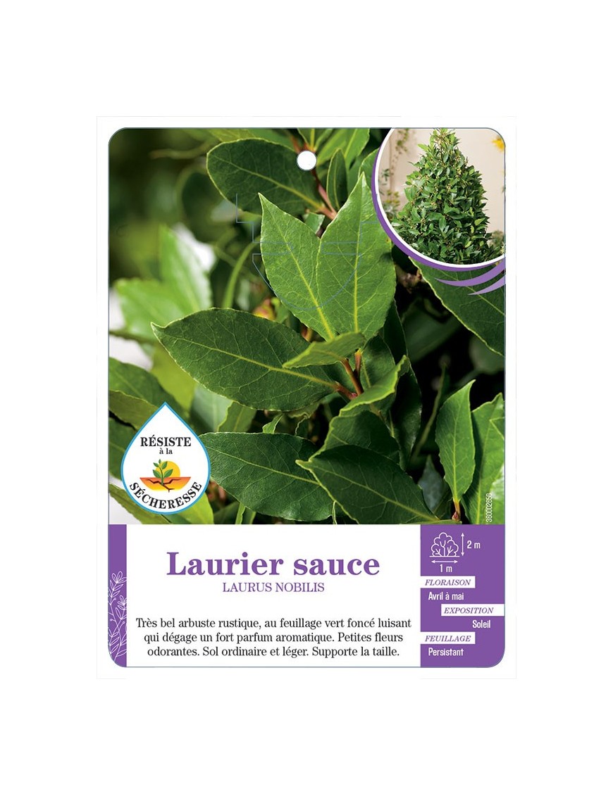 LAURUS NOBILIS voir Laurier sauce (*)