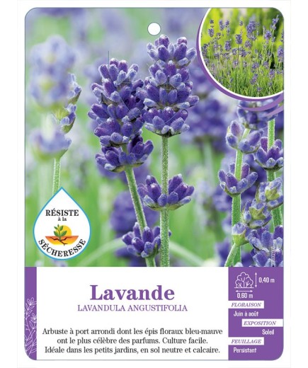 LAVANDULA (sans nom) voir Lavande