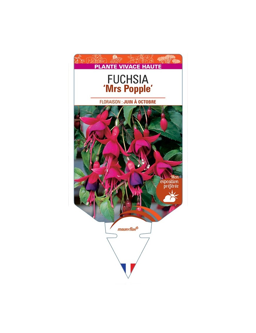 FUCHSIA Mrs Popple