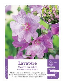 LAVATERA OLBIA ROSEA voir Lavatère Mauve en arbre (*)