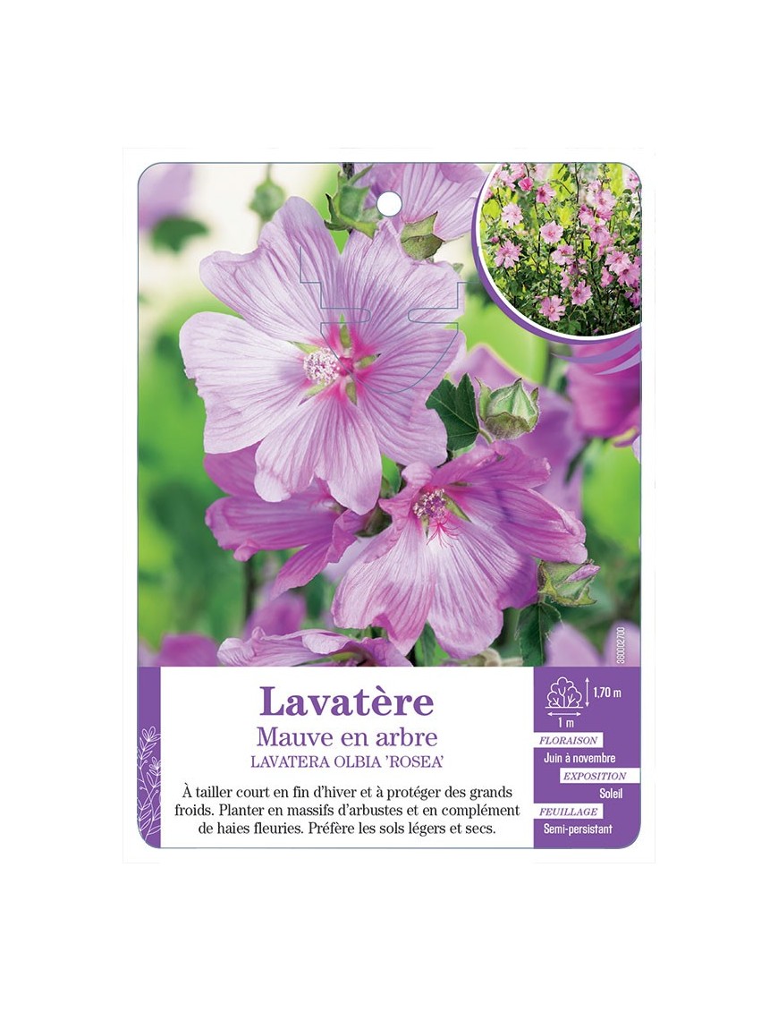 LAVATERA OLBIA ROSEA voir Lavatère Mauve en arbre (*)