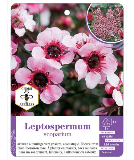 LEPTOSPERMUM SCOPARIUM (rose) (*)