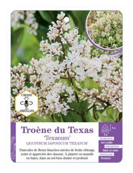 LIGUSTRUM JAPONICUM TEXANUM voir Troène du Texas