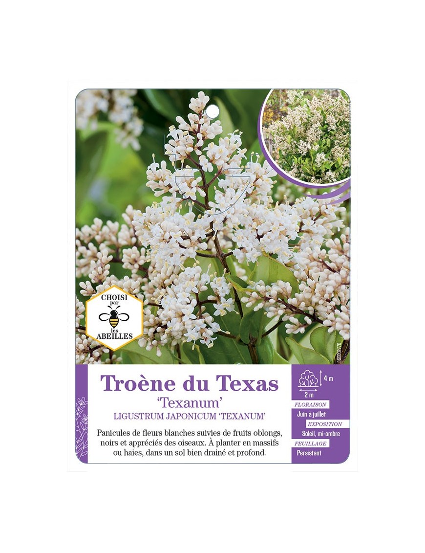 LIGUSTRUM JAPONICUM TEXANUM voir Troène du Texas