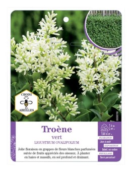 LIGUSTRUM OVALIFOLIUM voir Troène vert
