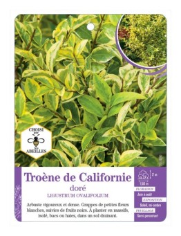 LIGUSTRUM OVALIFOLIUM AUREUM voir Troène de Californie doré (*)