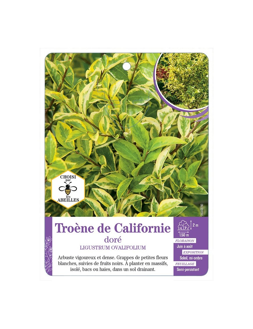 LIGUSTRUM OVALIFOLIUM AUREUM voir Troène de Californie doré (*)
