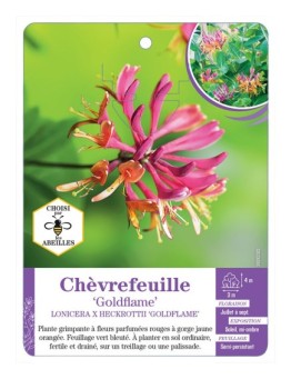 LONICERA X HECKROTTII GOLDFLAME voir Chèvrefeuille